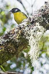 Santa Marta Brush Finch, Sierra Nevada de Santa Marta, Colombia, April 2012 - click for larger image