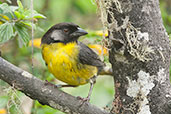 Santa Marta Brush Finch, Sierra Nevada de Santa Marta, Colombia, April 2012 - click for larger image