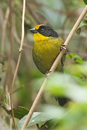 Pale-naped Brush Finch, Nevado de Ruiz, Caldas, Colombia, April 2012 - click for larger image
