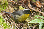 Pale-naped Brush Finch, Nevado de Ruiz, Caldas, Colombia, April 2012 - click for larger image