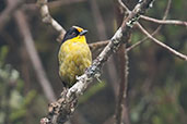 Pale-naped Brush Finch, Nevado de Ruiz, Caldas, Colombia, April 2012 - click for larger image