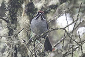 Slaty Brush Finch, Montaña del Oso, Cundinamarca, Colombia, April 2012 - click for larger image