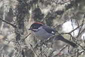 Slaty Brush Finch, Montaña del Oso, Cundinamarca, Colombia, April 2012 - click for larger image