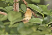 Cinnamon Atilla, Cristalino, Mato Grosso, Brazil, December 2006 - click for larger image