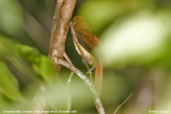 Cinnamon Atilla, Cristalino, Mato Grosso, Brazil, December 2006 - click for larger image