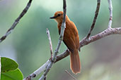 Cinnamon Atilla, Sani Lodge, Sucumbios, Ecuador, November 2019 - click for larger image