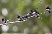 White-banded  Swallow, Cristalino, Mato Grosso, Brazil, December 2006 - click for larger image