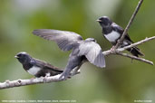 White-banded  Swallow, Cristalino, Mato Grosso, Brazil, December 2006 - click for larger image