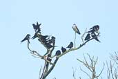 White-banded  Swallows with a White-winged Swallow, Cristalino, Mato Grosso, Brazil, March 2003 - click for larger image