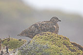 Rufous-bellied Seedsnipe, Papallacta Antennas, Napo, Ecuador, November 2019 - click for larger image