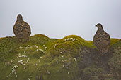 Rufous-bellied Seedsnipe, Papallacta Antennas, Napo, Ecuador, November 2019 - click for larger image