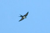 Black-collared Swallow, São Gabriel da Cachoeira, Amazonas, Brazil, August 2004 - click on image for a larger view