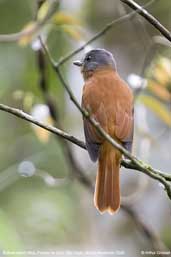 Rufous-tailed Atilla, Parque de Zizo, São Paulo, Brazil, November 2006 - click for larger image