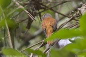 Rufous-tailed Atilla, Parque de Zizo, São Paulo, Brazil, November 2006 - click for larger image