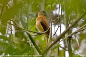 Rufous-tailed Atilla, Parque de Zizo, São Paulo, Brazil, November 2006 - click for larger image