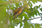 Rufous-tailed Attila, Serra Bonita, Camacan, Bahia, Brazil, November 2008 - click for larger image