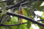 Rufous-tailed Attila, Teresópolis, Rio de Janeiro, Brazil, November 2008 - click for larger image