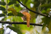 Rufous-tailed Attila, Teresópolis, Rio de Janeiro, Brazil, November 2008 - click for larger image