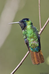 Male Hooded Visorbearer, Chapada Diamantina, Bahia, Brazil, October 2008 - click for larger image