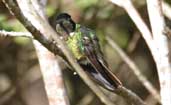 Male Hooded Visorbearer, Chapada Diamantina, Bahia, Brazil, July 2002 - click for larger image