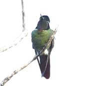 Male Hooded Visorbearer, Chapada Diamantina, Bahia, Brazil, July 2002 - click for larger image