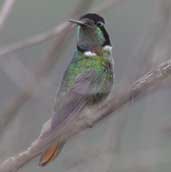 Male Hooded Visorbearer, Chapada Diamantina, Bahia, Brazil, July 2002 - click for larger image