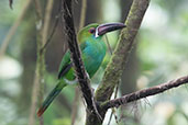 Crimson-rumped Toucanet, Amagusa Reserve, Pichincha, Ecuador, November 2019 - click for larger image