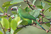 Emerald Toucanet, Otún-Quimbaya, Risaralda, Colombia, April 2012 - click for larger image