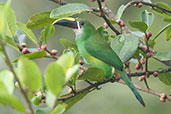 Emerald Toucanet, Otún-Quimbaya, Risaralda, Colombia, April 2012 - click for larger image