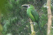 Juvenile Emerald Toucanet, Otún-Quimbaya, Risaralda, Colombia, April 2012 - click for larger image