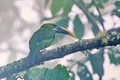 Groove-billed Toucanet, Sierra Nevada de Santa Marta, Magdalena, Colombia, April 2012 - click for larger image