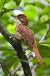 White-eyed Foliage-gleaner, Teresópolis, Rio de Janeiro, Brazil, November 2008 - click for larger image