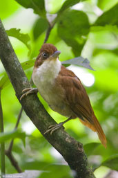 White-eyed Foliage-gleaner, Teresópolis, Rio de Janeiro, Brazil, November 2008 - click for larger image