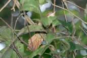 Pernambuco Foliage-gleaner, Santa Luzia do Itanhi, Sergipe, Brazil, March 2004 - click for larger image