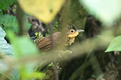 Buff-throated Foliage-gleaner, Cordillera Escalera, San Martin, Peru, September 2018 - click for larger image