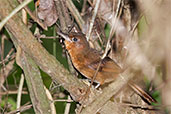 Santa Marta Foliage-gleaner, Minca, Magdalena, Colombia, April 2012 - click for larger image