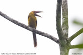 Saffron Toucanet, Ubatuba, São Paulo, Brazil, December 2006 - click for larger image