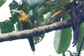 Saffron Toucanet, Intervales, São Paulo, Brazil, April 2004 - click for larger image