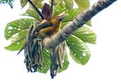 Saffron Toucanet, Intervales, S&atilde;o Paulo, Brazil, April 2004 - click for larger image