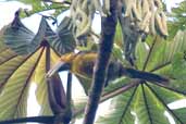 Saffron Toucanet, Intervales, S&atilde;o Paulo, Brazil, April 2004 - click for larger image