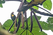 Male Gold-ringed Tanager, Cerro Montezuma, Tatamá, Risaralda, Colombia, April 2012 - click for larger image