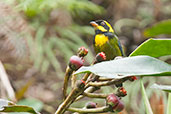 Male Gold-ringed Tanager, Cerro Montezuma, Tatamá, Risaralda, Colombia, April 2012 - click for larger image