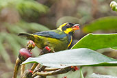 Male Gold-ringed Tanager, Cerro Montezuma, Tatamá, Risaralda, Colombia, April 2012 - click for larger image
