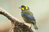 Female Gold-ringed Tanager, Cerro Montezuma, Tatamá, Risaralda, Colombia, April 2012 - click for larger image