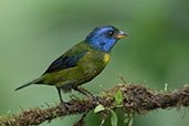 Moss-backed Tanager, Amagusa Reserve, Pichincha, Ecuador, November 2019 - click for larger image