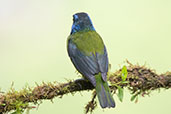 Moss-backed Tanager, Amagusa Reserve, Pichincha, Ecuador, November 2019 - click for larger image