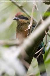 Rufous-capped Motmot, Parque do Zizo, São Paulo, Brazil, November 2006 - click for larger image