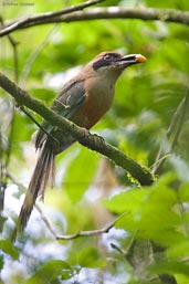 Rufous-capped Motmot, Tersópolis, Rio de Janeiro, Brazil, November 2008 - click for larger image