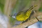 White-lored Warbler, Sierra Nevada de Santa Marta, Magdalena, Colombia, April 2012 - click for larger image