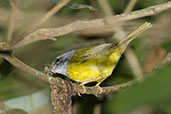 White-lored Warbler, Sierra Nevada de Santa Marta, Magdalena, Colombia, April 2012 - click for larger image